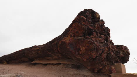 giant wood log at petrified forest national park in arizona, static shot