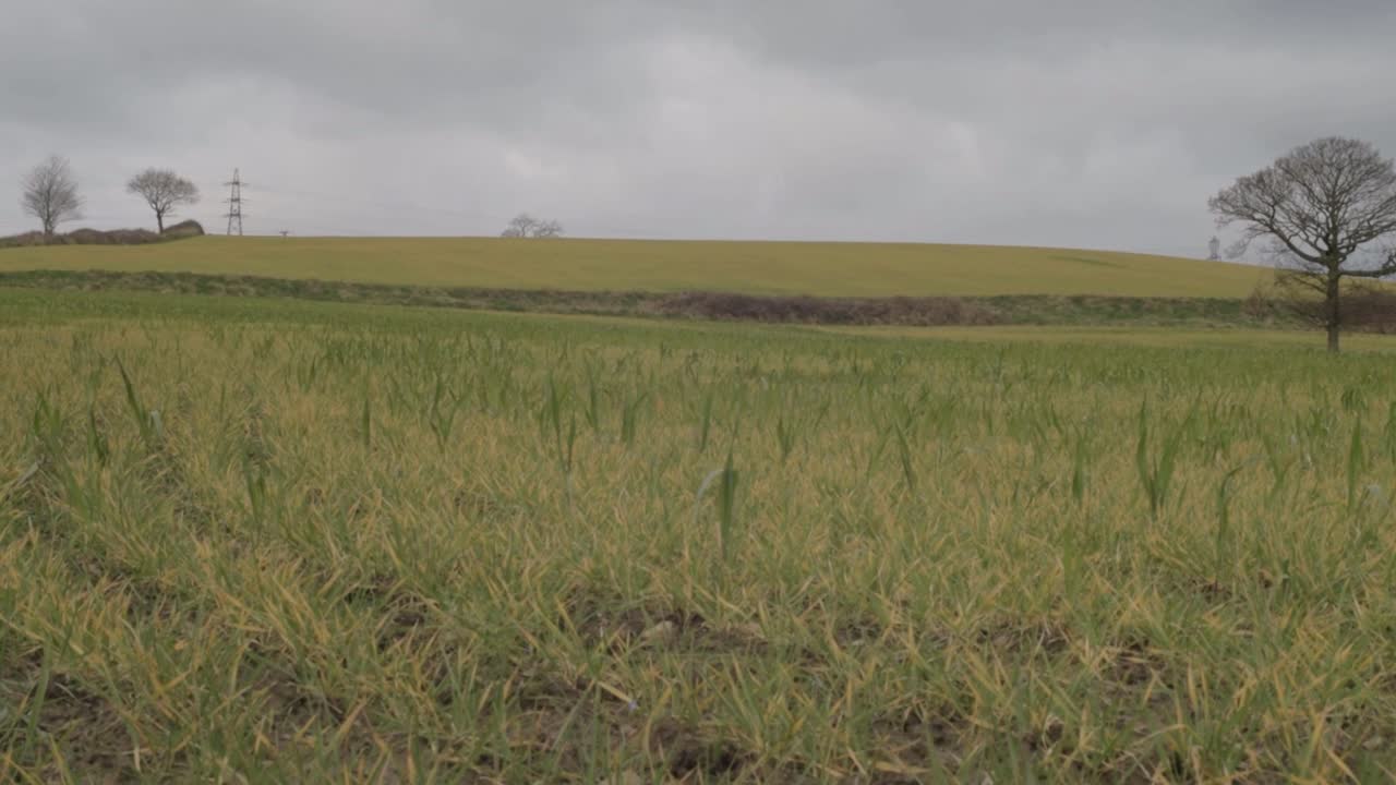 Green shoots of farmers oat field in spring wide landscape tilting shot