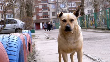 stray dog on the street in the city