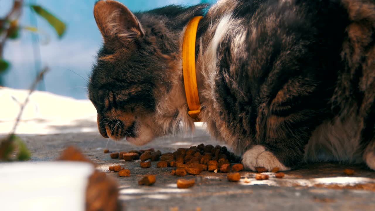 Obdachlose graue Katze frisst Katzenfutter auf der Straße