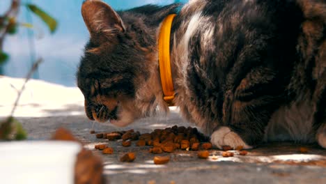 el gato gris sin hogar come comida de gato en la calle.