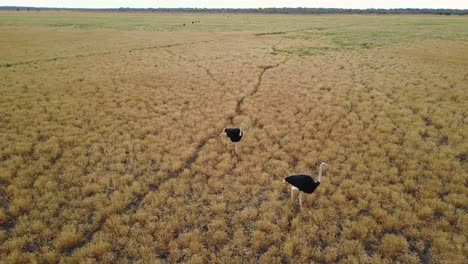 dramatic aerial spinning shot of two ostriches walking through golden grasslands