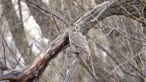 Great-horned-owl-suddenly-turning-its-head