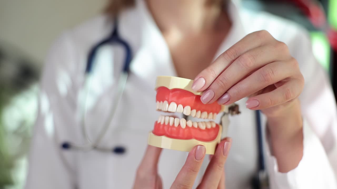 Dentist holding dentures and artificial jaw in hands