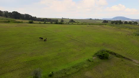 group of horses grazing in green field near wooden fence in almoloya mexico