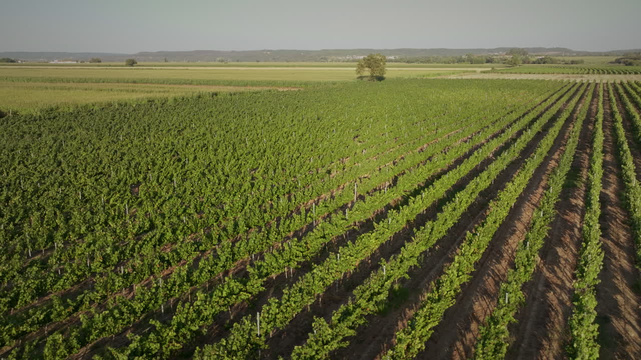 viñedos al atardecer toma aérea larga