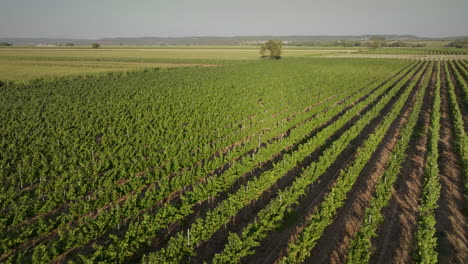 Weinberge-Bei-Sonnenuntergang,-Lange-Luftaufnahme