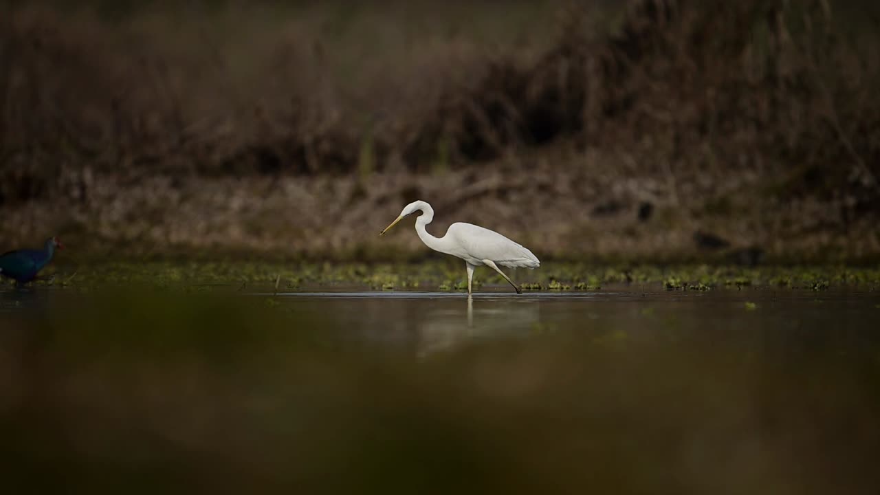 pesca de la garza en los humedales