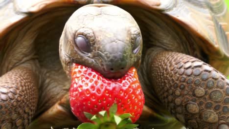 a captivating scene of a tortoise enjoying a juicy strawberry, showcasing nature's innocence and the simple pleasures of life in the animal kingdom