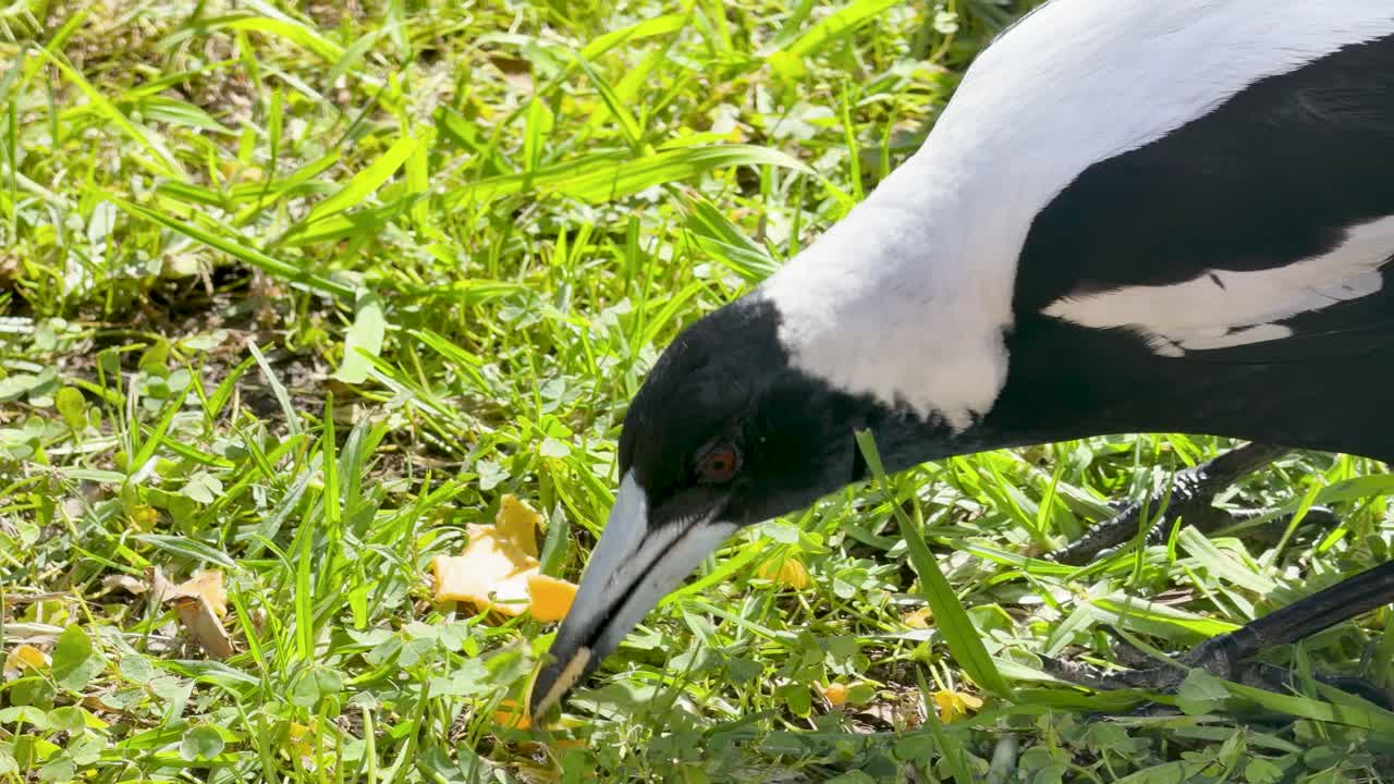 Australian magpie searches and pecks for food on grassy ground in bright natural daylight