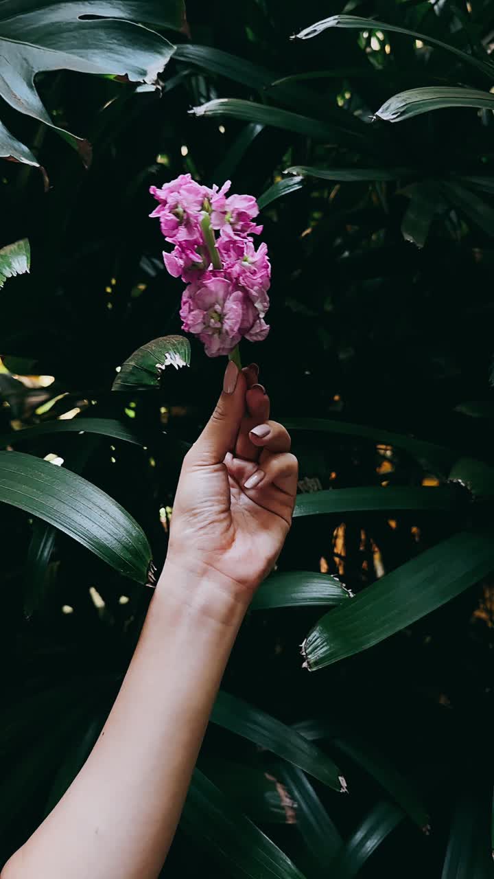 mano sosteniendo una flor rosa en un jardín