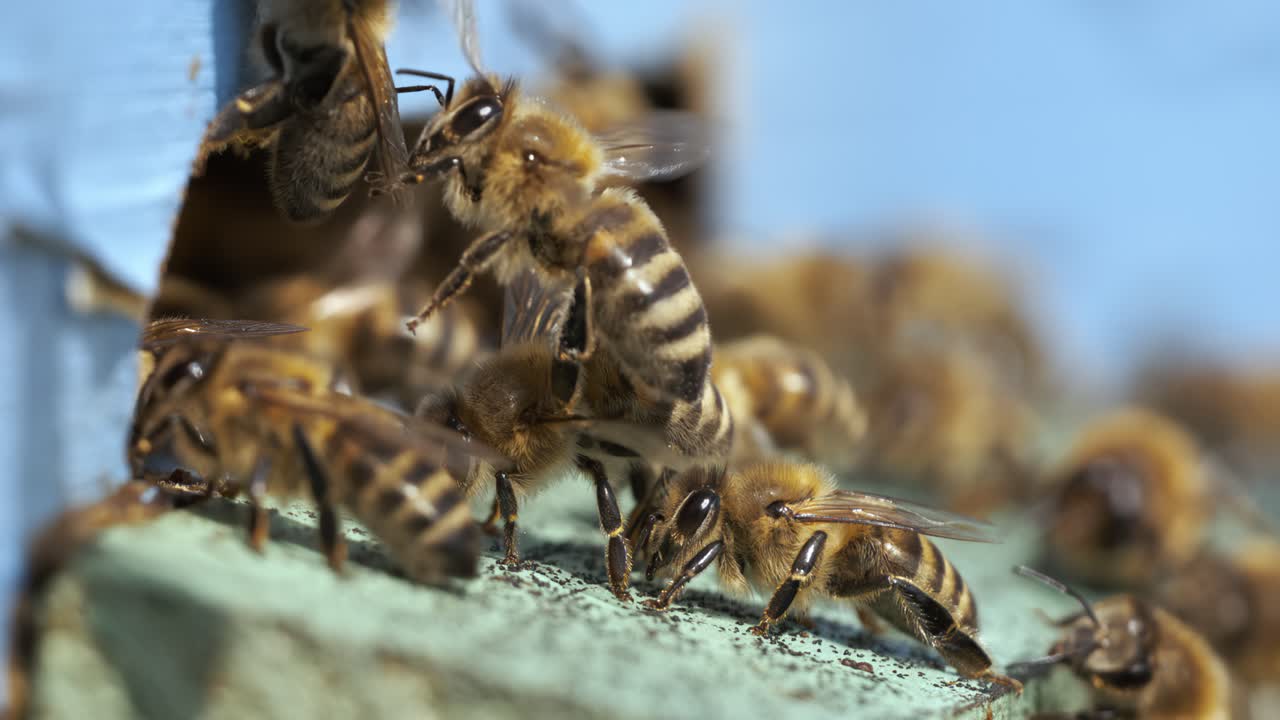 Honey bees fly near a beehive in a slow motion.Bees are best known to humans for their ecological roles as pollinators. Honey bees flying into wooden beehive. Shot on super slow motion camera 1600 fps