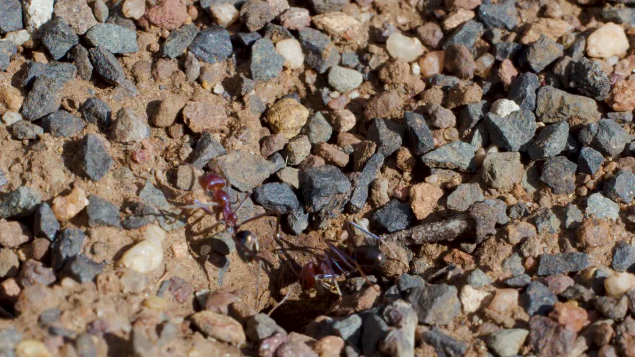 Red and black ants forage for food scraps on sunlit rocks, macro closeup, shallow focus