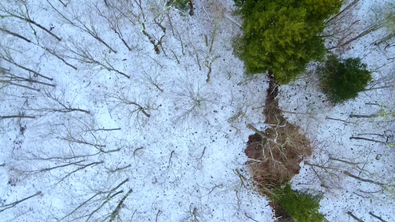Bird's eye aerial footage of a snowy forest with bare trees and pine trees