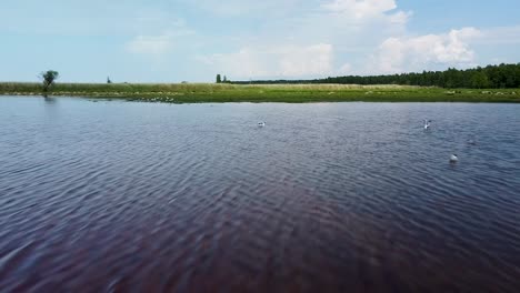 Aerial-flyover-above-a-tranquil-lake-Pape-surface-in-calm-summer-day,-seagulls-flying,-wide-angle-drone-shot-moving-forward