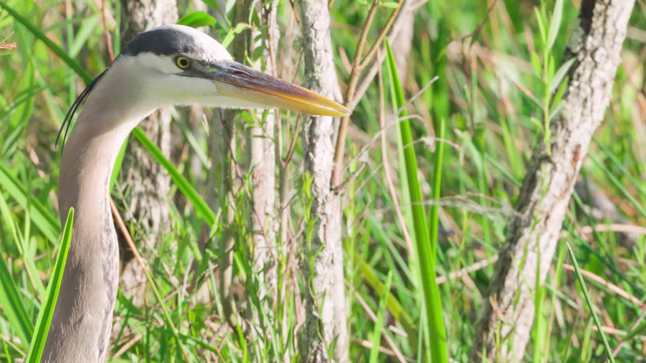 большая голубая цапля крупным планом на ветру
