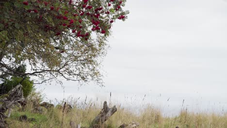 pájaros volando cerca de un árbol en flor junto a la orilla