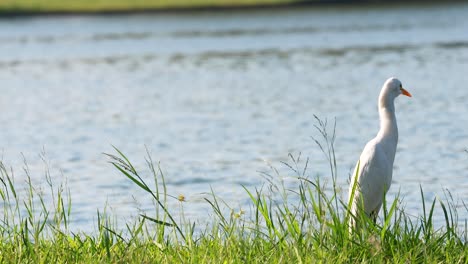 egret standing by a serene water body