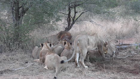 african lions grazing and eating prey in safari park