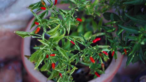 chile que crece en el jardín de hierbas
