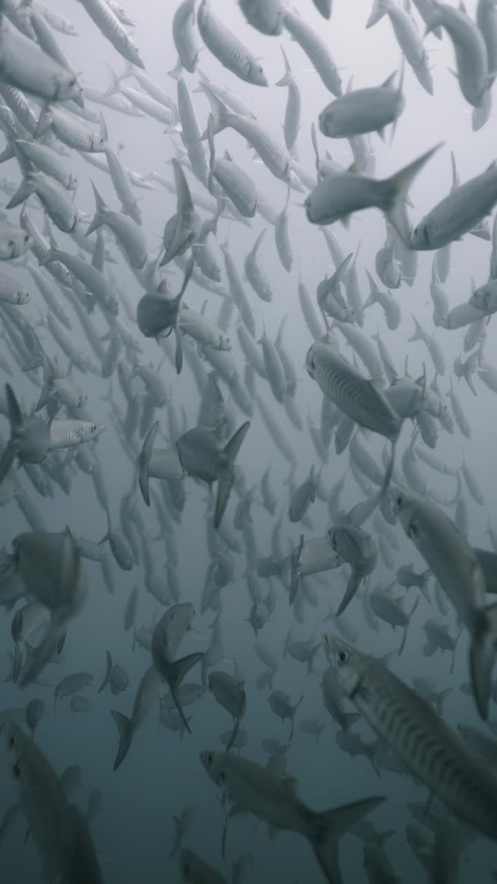 School of Barracuda Underwater
