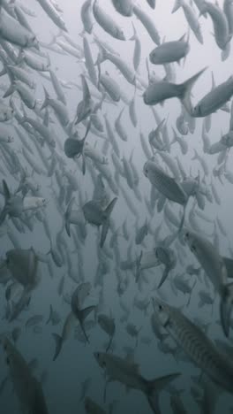 school of barracuda underwater