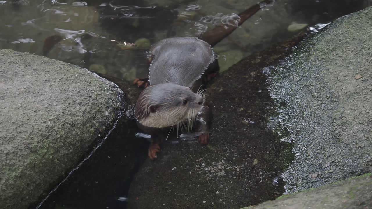 Otter in a Stream or River