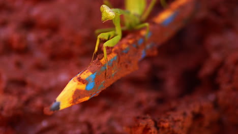 Mantis-Religiosa-Verde-En-Lápiz-Sucio