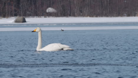 El-Cisne-Cantor,-También-Conocido-Como-Cisne-Común,-Nada-En-Agua-Fría