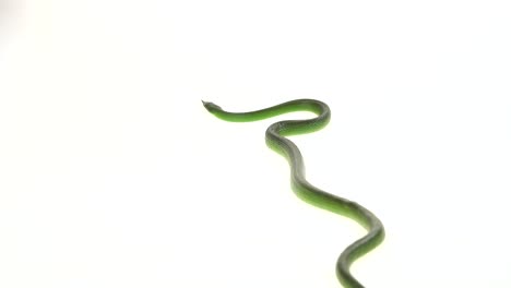 green snake on white background