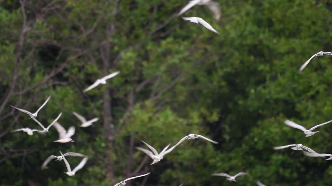 제비갈매기는 전 세계 바다, 강 및 기타 더 넓은 수역에서 볼 수 있는 바닷새입니다.