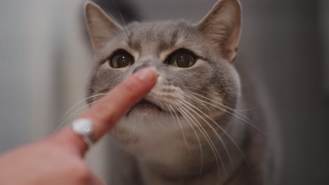 grey cat getting chin scratched and pet with a nose boop