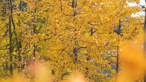 yellow tree leaves at fall peak, forest in autumn colors in american countryside