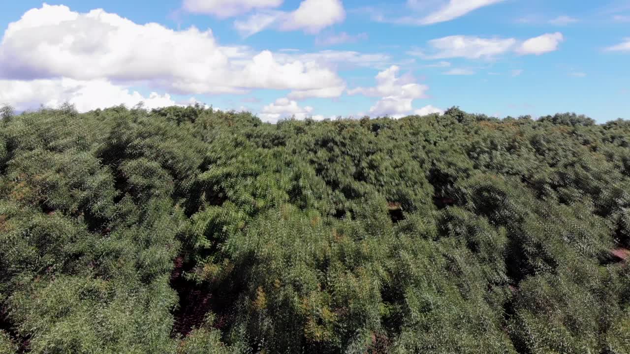 drone volando sobre campos de aguacate en michoacan