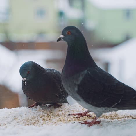 pigeons feeding on seeds in winter. birds on the streets of the city.