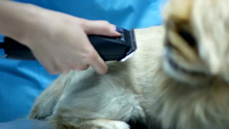 haircut of a shih-tzu dog close up