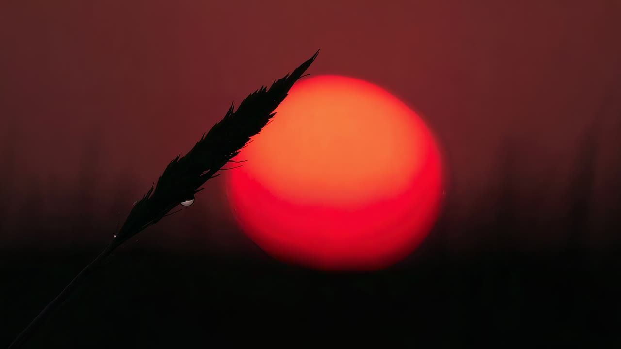 Singola canna che si inclina e si muove contro il sole rosso all'orizzonte, con la messa a fuoco che cambia e una gocciolina spostata dalla gravità.