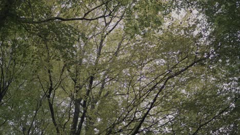 Yellow-autumn-trees-blowing-in-the-wind-in-an-English-woodland-area-in-Lancashire