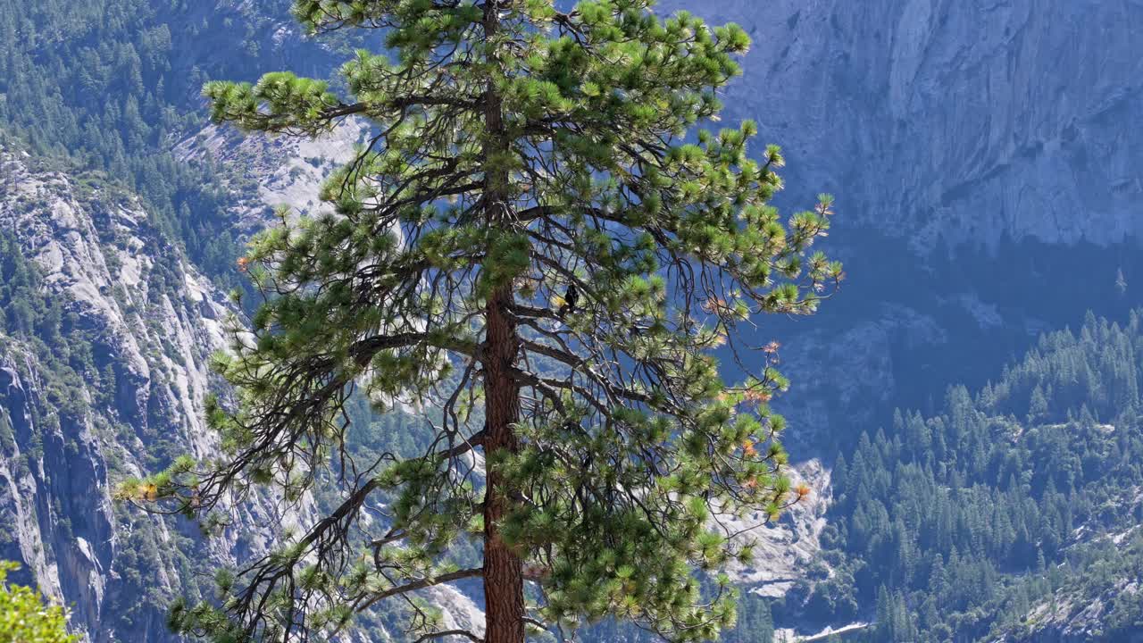 A pair of crows perched atop a pine tree with a scenic view of Yosemite Valley in the background. The moment highlights the connection between wildlife and the expansive natural beauty of Yosemite