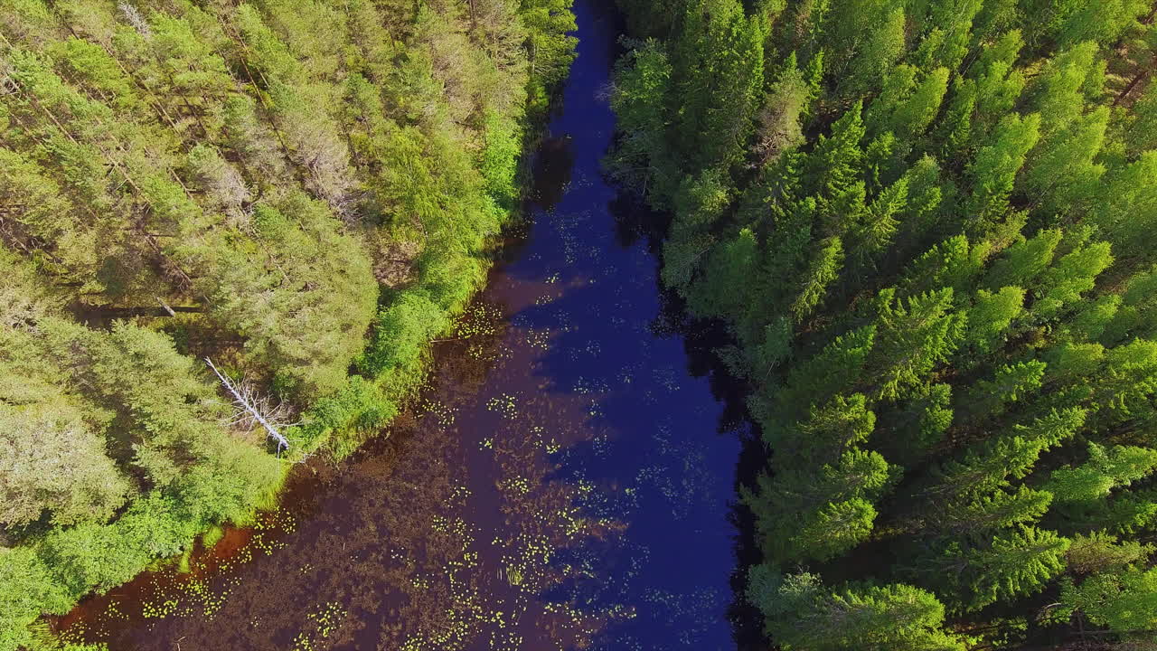 toma aérea del delta de un río, un bosque y un pantano en el fondo del desierto finlandés, julio de 2018