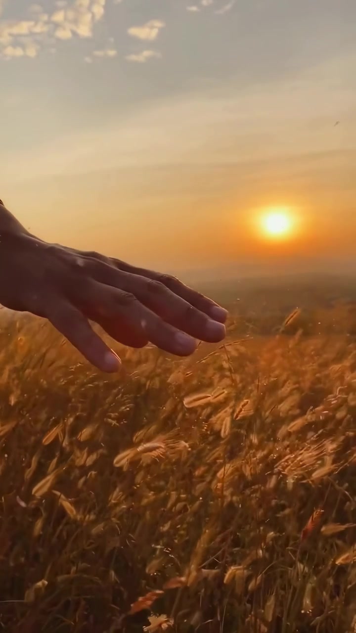 Mano che tocca l'erba alta in un campo al tramonto