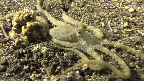 white-v octopus moving from one sandy place to another during searching for food, medium to close-up shot