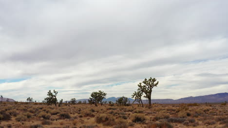 Slow-Dolly-in-Toward-Joshua-Trees-in-California-Mojave-Desert-on-Cloudy-Day