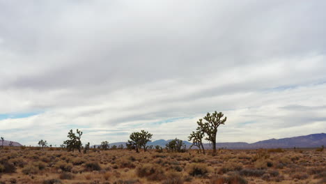 slow dolly in toward joshua trees in california mojave desert on cloudy day