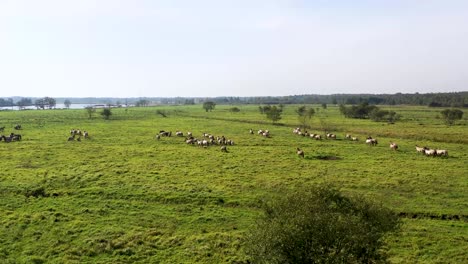 witness the grand spectacle of a vast horse herd running freely by the riverside, accompanied by the allure of a picturesque meadow