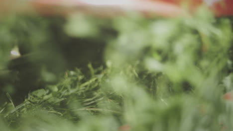 processing fresh herbs