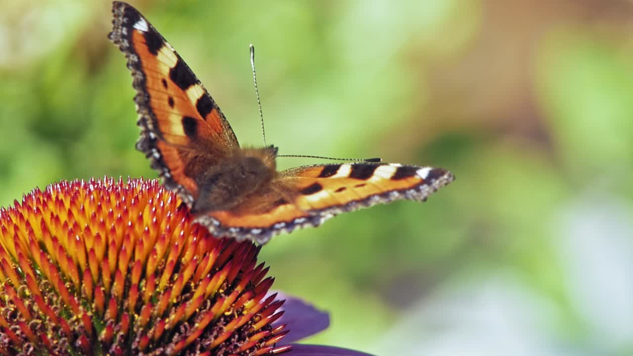 Macro di una farfalla vanessa urticae arancione che raccoglie nettare da un'echinacea viola su sfondo verde