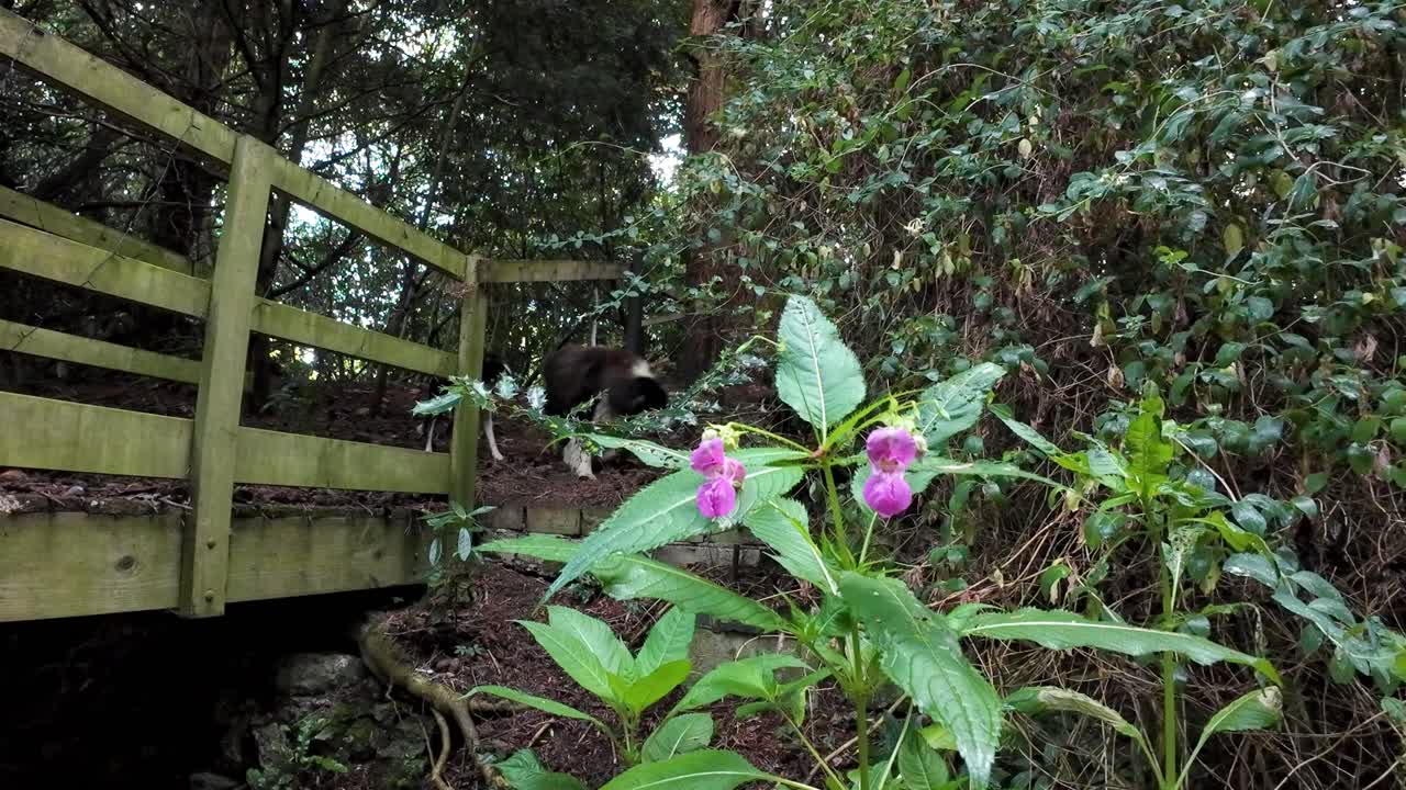 Border collie dogs near a stream with verdant green foliage summer in England UK