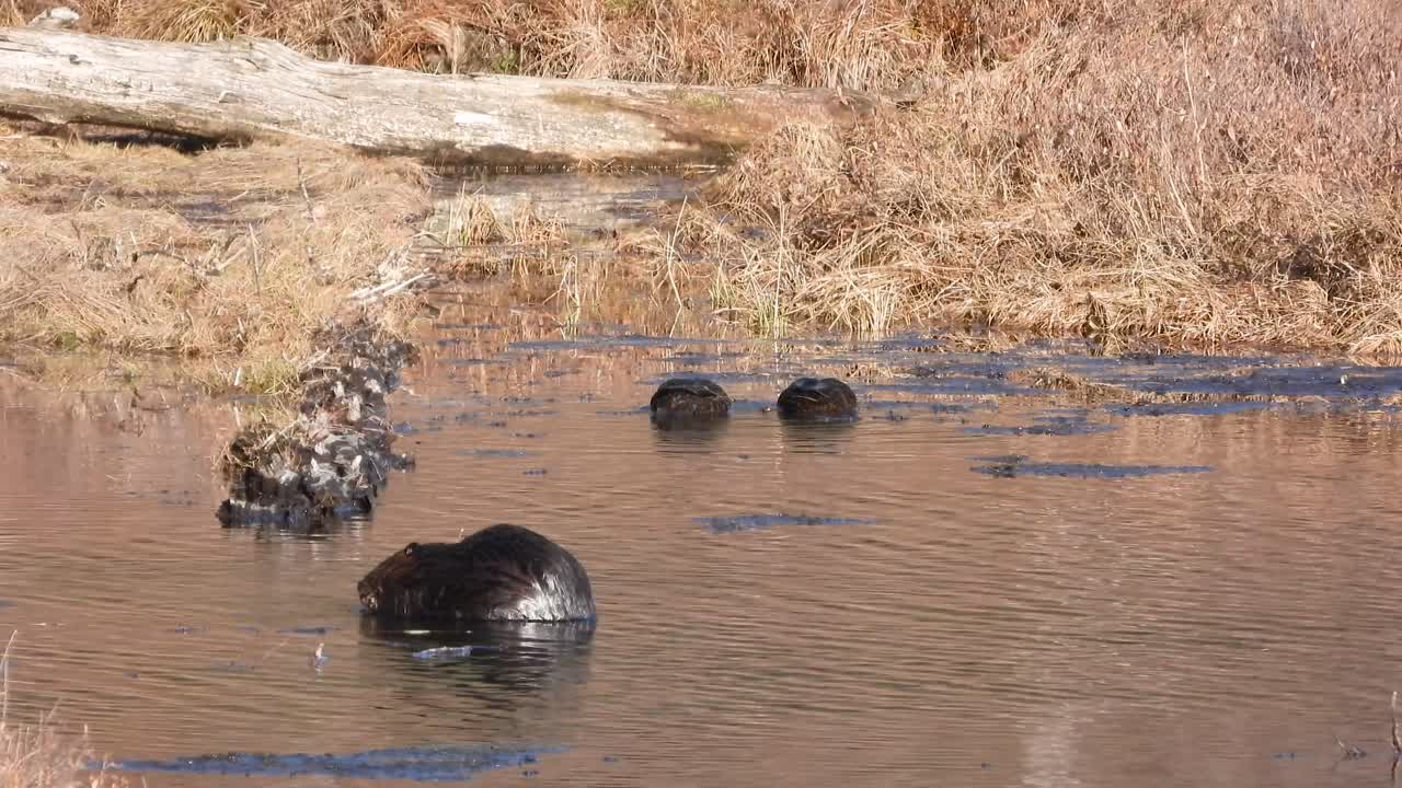 Bever nedsenket i grunn elv med stokkender som leter etter mat i bakgrunnen. Gatineau Park, Québec, Canada. Statisk bilde