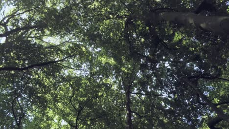 árboles verdes altos en un bosque exuberante durante el verano - tiro de ángulo bajo